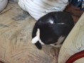 Kitten (2)7